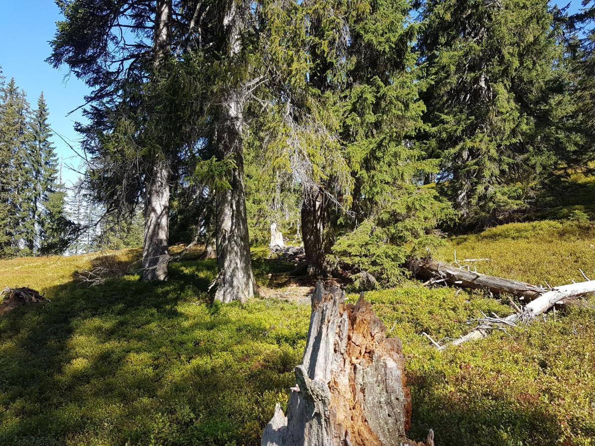 Hotel Fesengut Annaberg im Lammertal Esterno foto