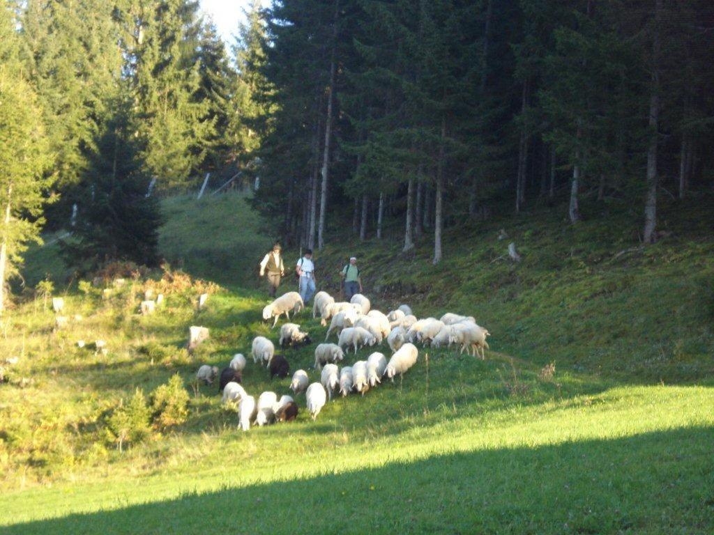 Hotel Fesengut Annaberg im Lammertal Esterno foto